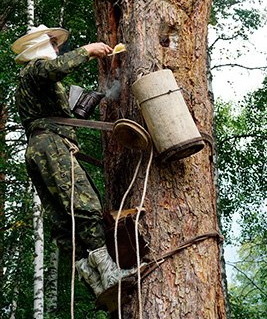 ”Пчеловод