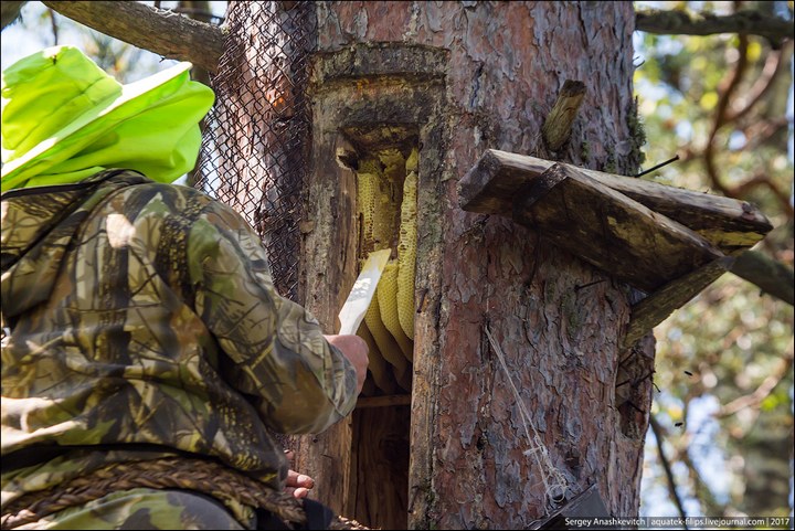 ”Пчеловод