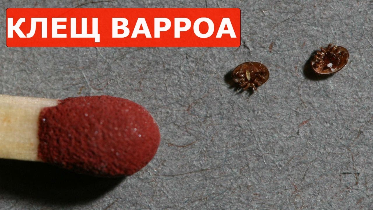 ”Вароа