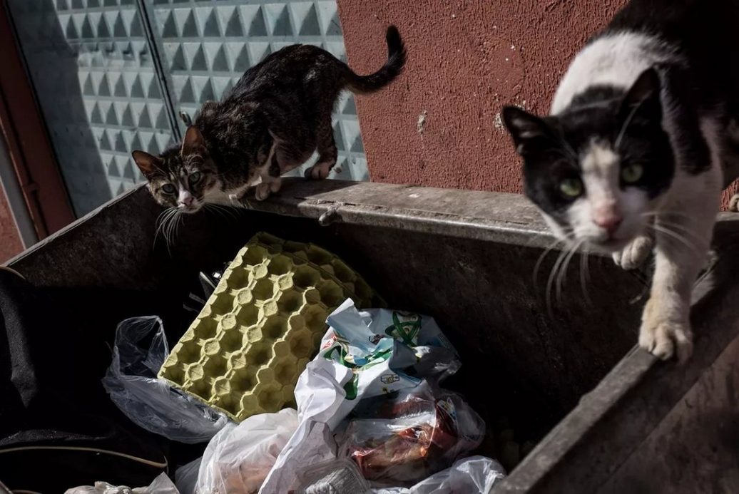 ”Коты