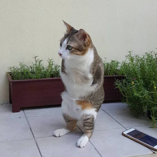 ”Кот