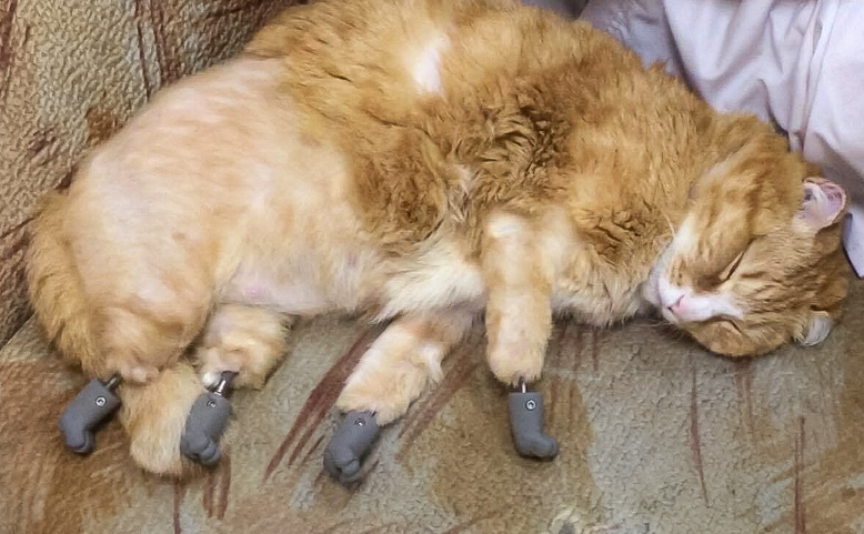”Кот