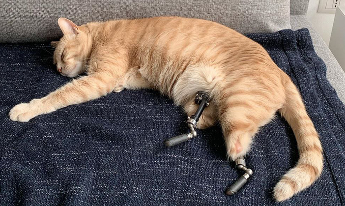 ”Кот