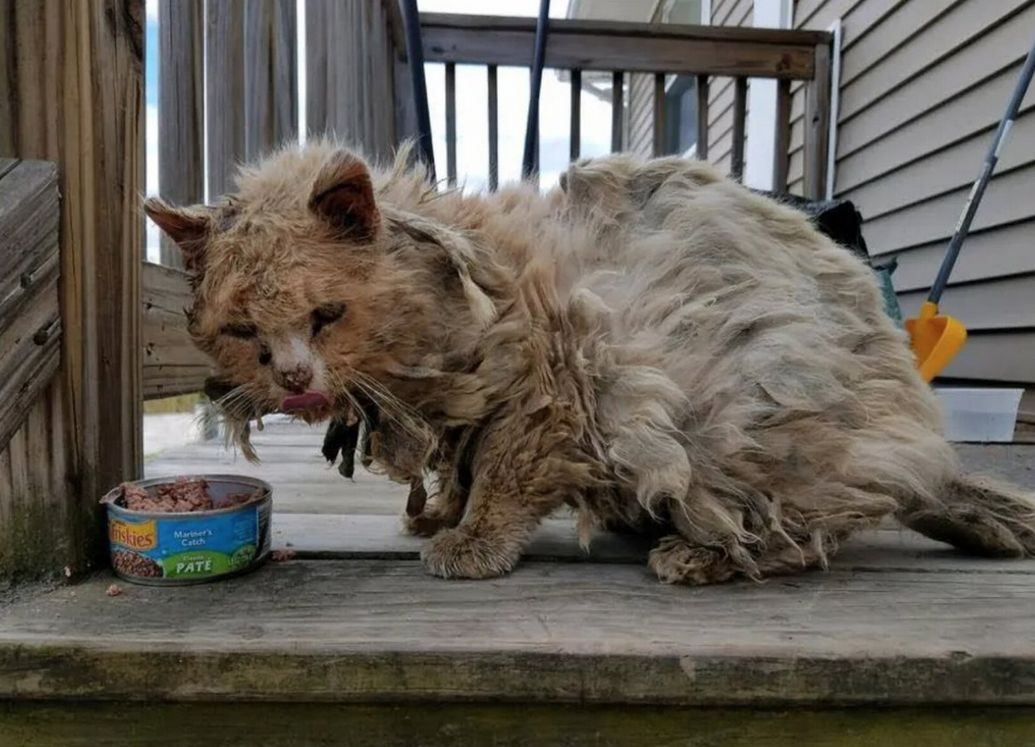 ”Кот