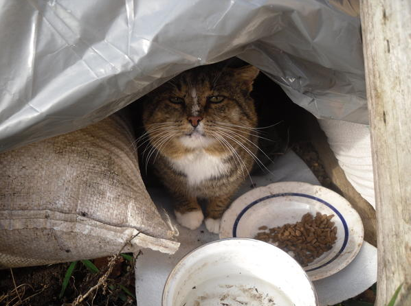 ”Кот