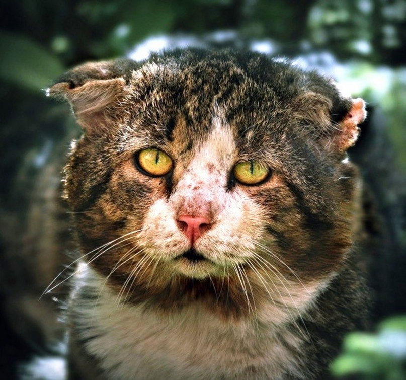 ”Кот