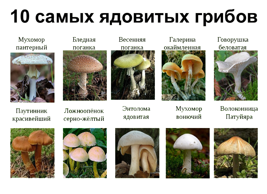 ”Инфографика