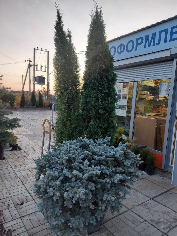 ”Листвинницы